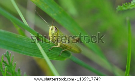 Grasshopper photo in the grass. Picture of grasshopper high quality.  Large green grasshopper. Grasshopper images at the nature.