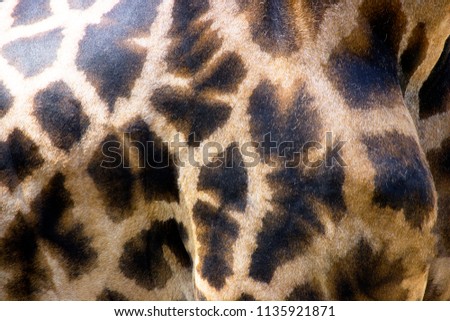 background of a giraffe

