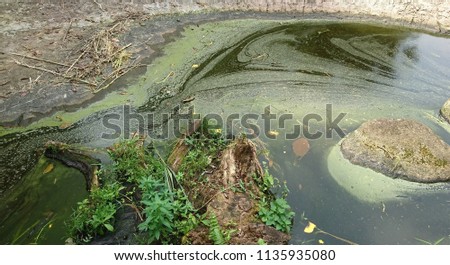 Blue-green algae blooms on water surface due to runoff from fertilized agricultural areas and sewage effluent which are rich in phosphorus and nitrogen that support the growth of algae. Royalty-Free Stock Photo #1135935080