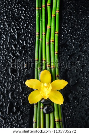 Yellow orchid with bamboo grove ,black stones on wet background
