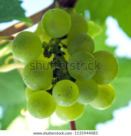 A bunch of green grapes on a branch. The harvest of wine berries. Autumn. Square picture.