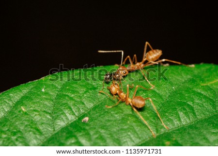 Image of red ant(Oecophylla smaragdina) on the green leaf. Insect. Animal