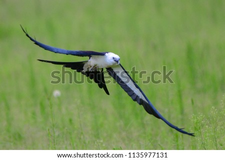 Swallowtail kite - Elanoides forficatus - flying low with tail and wings spread, mouth open hunting green meadow or prairie, towards camera