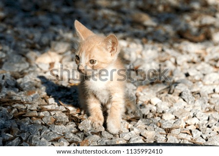 Little baby kitten orange colour enjoying his life and sleeping playing and making funny faces in the yard of the farm in crete, greece, macro photography