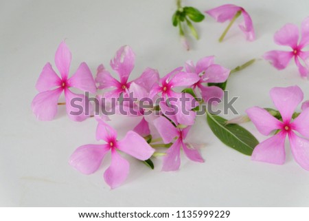 Pink watercress flowers isolated on a white background.