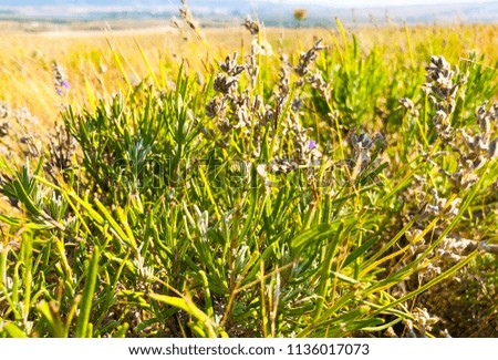 
rustic field landscape with lavender cut. 
rustic summer concept. blurred background