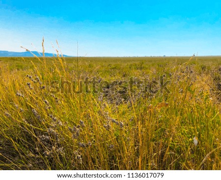 
rustic field landscape with lavender cut background the blue sky. 
rustic summer concept. blurred background