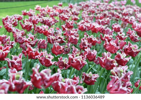 Red and White Tulips, Lisse, Netherlands