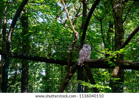 White Russian owl