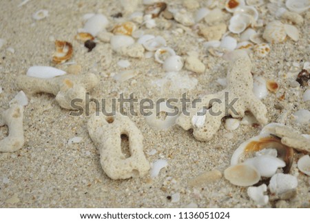 Coral reef and shells on the beach.