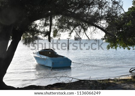 Boats under a tree in mexico Isla mujeres evening sunset picture.