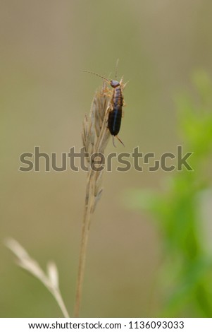 Earwig on a blade of grass