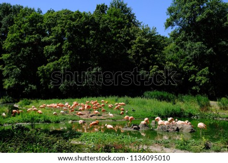 flamingos in a park