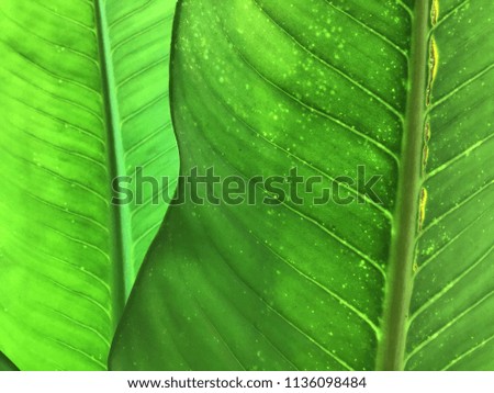 Green leaf texture pattern background