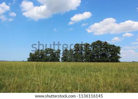 Beautiful wide photo of green vast landscape with a few trees and a brilliant blue sky with clouds.