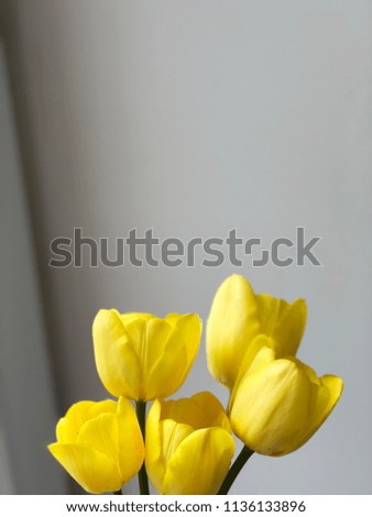 set of yellow tulips on white background 