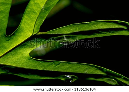 Droplet of water after rain with green plant.Ecology concept.