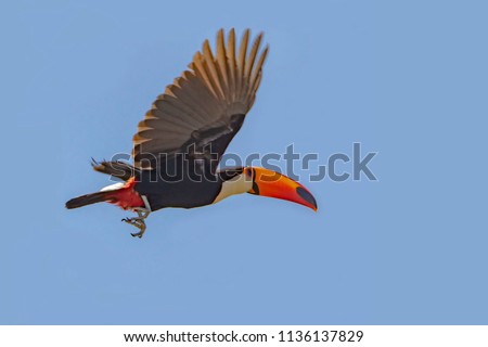 Toco Toucan flying in the Blue Sky (Ramphastos toco)