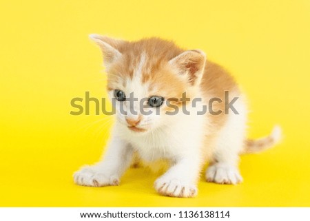 Little red kitten on a yellow background
