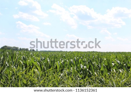 Beautiful cornfield against a blue sky with white clouds.