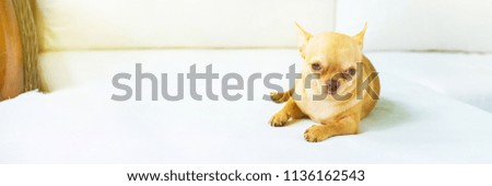 Cute chihuahua doggy sitting sofa Small dog waiting for walking Breed of small mini dog