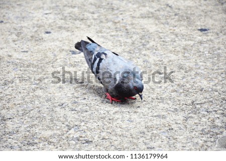 One grey pigeon stand on rough  texture of grunge cement ground, bird stand on earth concept, grey isolated background