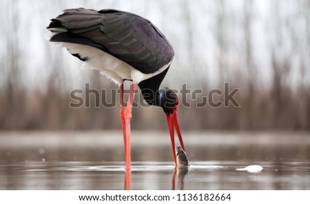 Black stork (Ciconia nigra) fishing on the lake Royalty-Free Stock Photo #1136182664