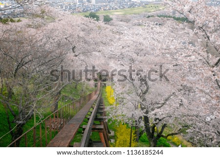 Sakura Trees at Funaoka Castle Ruin Park, Miyagi Prefecture, Japan