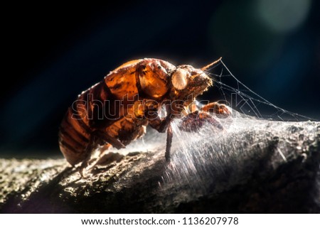 Cicada photographed in the city of Cariacica, Espirito Santo, Southeast of Brazil. Atlantic Forest Biome. Picture made in 2012.