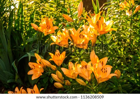 Orange Lily Bush