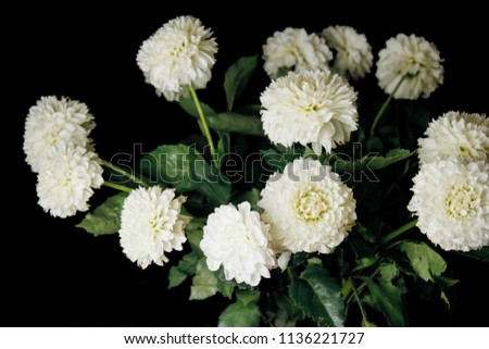 a bouquet of dahlia in the rays of light on a black background. soft white flower. flower outlines on atmospheric dark photography. flowers for a holiday, advertising, gift