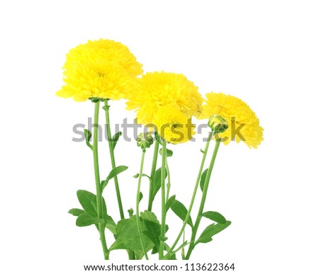  flowers of calendula yellow  with green leaves isolated on white background
