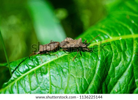 Two lice on a green leaf