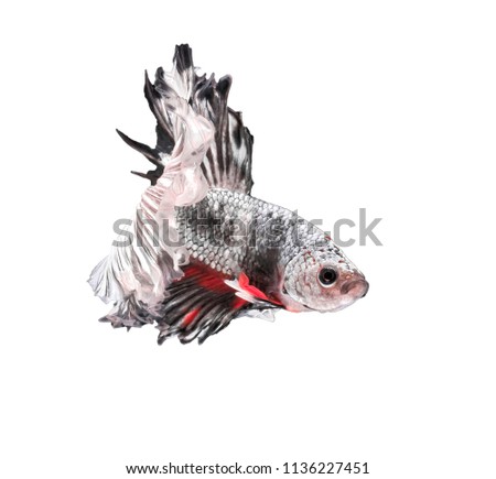 Fighting fish, beautiful fish, beautiful color fighting fish Siam, white background