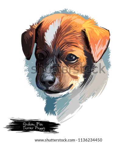 Chilean fox terrier puppy pet of Chile origin. Friendly short-haired domestic animal canine purebred pedigree. Mammals muzzle isolated on white background digital art illustration