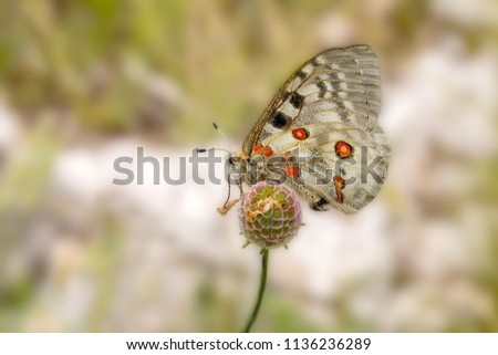 Butterfly Apollo or Mountain Apollo (Parnassius apollo) on the flower