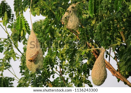 Bird Nest  Asian golden weaver