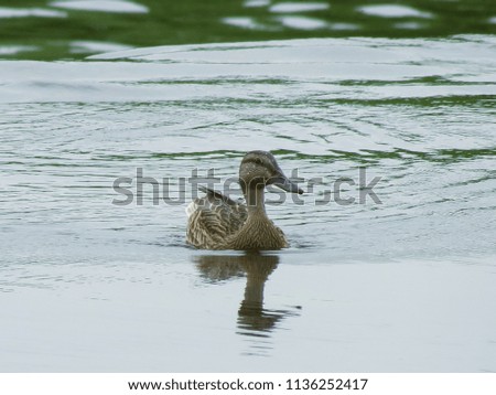 Duck swimming in the river.