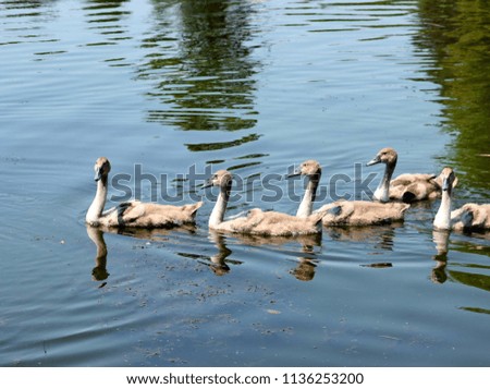 Small ducks swimming in the lake
