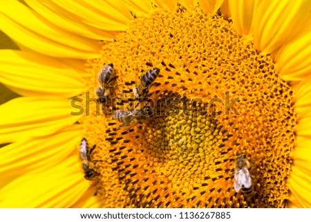 Close-up of a yellow sunflower with bees