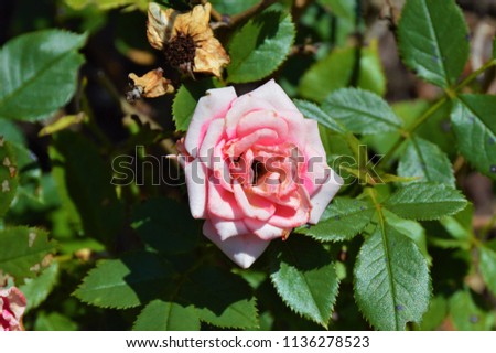 Healthy beautiful pink and white tea roses with green leaves growing in sunny summer garden