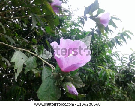 Pink purple Flower green leaves stock photography.