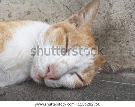 A homeless cat is sleeping on the street.
