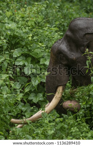 Portrait of an asian elephant 