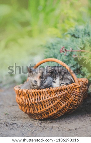 Three multicolored cute little kittens posing together surrounded by flowers outdoors. Three fluffy  kittens on a green grass in the garden. Space for text. 