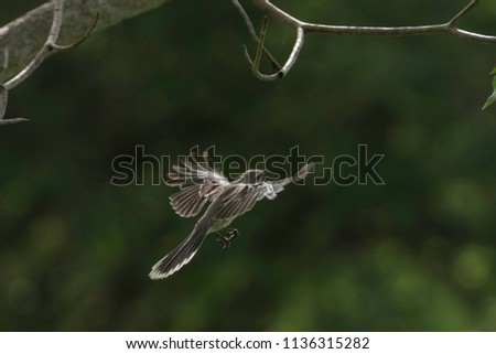 A Tropical Mockingbird in flight