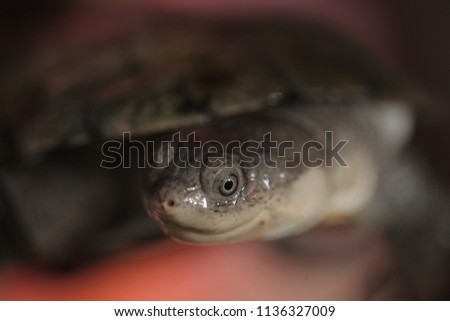 funny animals  - cute turtle head close up, outdoors on a sunny summer day in the gambia, Africa, with orange bright background and black eye pupils