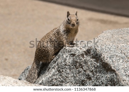 Squirrel in Yosemite National Park, California