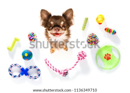 curious chihuahua dog looking up to owner waiting or sitting patient to play or go for a walk,  isolated on white background and toys