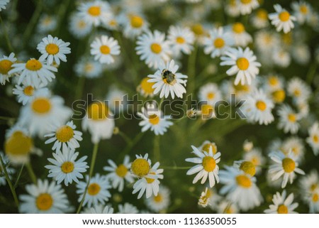 a field strewn with daisies. beautiful day. background for designers. field of flowers. chamomile